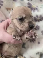 Tovahs girl 1, a female Miniature Dachshund for sale in Klamath Falls, OR – Photo 1 of 7