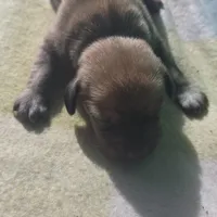Tovahs girl 1, a female Miniature Dachshund for sale in Klamath Falls, OR – Photo 7 of 7