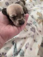 Tovahs girl 1, a female Miniature Dachshund for sale in Klamath Falls, OR – Photo 3 of 7