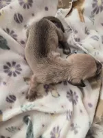 Tovahs girl 1, a female Miniature Dachshund for sale in Klamath Falls, OR – Photo 5 of 7