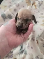 Tovahs girl 1, a female Miniature Dachshund for sale in Klamath Falls, OR – Photo 2 of 7