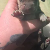 Tovahs girl 1, a female Miniature Dachshund for sale in Klamath Falls, OR – Photo 6 of 7