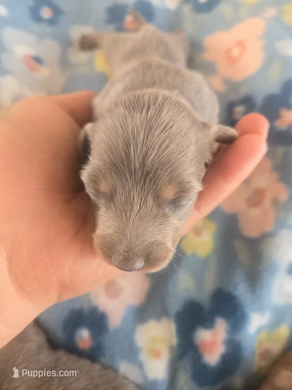 Stitious girl 2 – Miniature Dachshund puppy for sale in Klamath Falls, OR