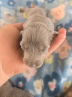 Stitious girl 2, a female Miniature Dachshund for sale in Klamath Falls, OR – 1 of 5