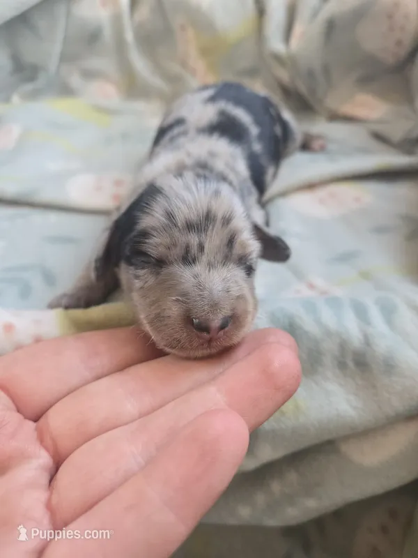 Titanias boy 1 – Miniature Dachshund puppy for sale in Klamath Falls, OR