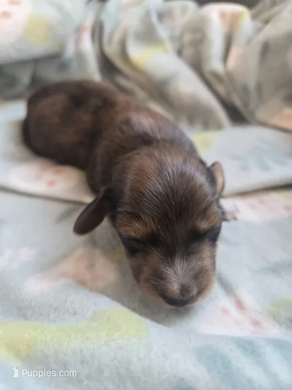 Titanias boy 2 – Miniature Dachshund puppy for sale in Klamath Falls, OR