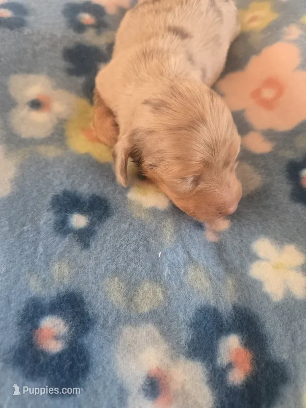 Stitious girl 3 – Miniature Dachshund puppy on hold in Klamath Falls, OR