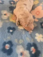 Stitious girl 3, a female Miniature Dachshund for sale in Klamath Falls, OR – 1 of 5
