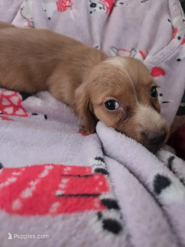 Tovahs girl 2 – Miniature Dachshund puppy for sale in Klamath Falls, OR