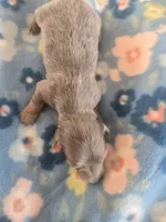 Stitious girl 2, a female Miniature Dachshund for sale in Klamath Falls, OR – 2 of 5
