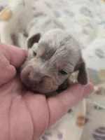 Tovahs boy 1, a female Miniature Dachshund for sale in Klamath Falls, OR – Photo 2 of 6