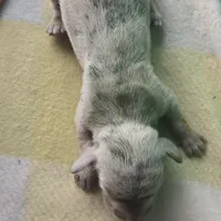 Tovahs boy 1, a female Miniature Dachshund for sale in Klamath Falls, OR – Photo 6 of 6