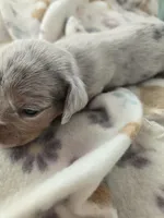 Tovahs boy 1, a female Miniature Dachshund for sale in Klamath Falls, OR – Photo 3 of 6