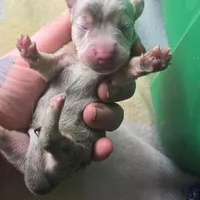 Tovahs boy 1, a female Miniature Dachshund for sale in Klamath Falls, OR – Photo 5 of 6