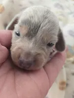 Tovahs boy 1, a female Miniature Dachshund for sale in Klamath Falls, OR – Photo 1 of 6