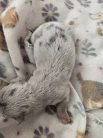 Tovahs boy 1, a female Miniature Dachshund for sale in Klamath Falls, OR – Photo 4 of 6