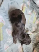 Titanias girl, a female Miniature Dachshund for sale in Klamath Falls, OR – 3 of 3
