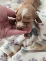 Tovahs girl 2, a female Miniature Dachshund for sale in Klamath Falls, OR – Photo 3 of 7