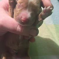 Tovahs girl 2, a female Miniature Dachshund for sale in Klamath Falls, OR – Photo 6 of 7