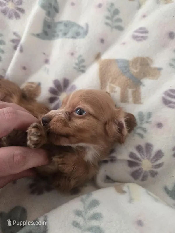 Tovahs girl 2 – Miniature Dachshund puppy on hold in Klamath Falls, OR