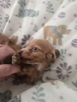 Tovahs girl 2, a female Miniature Dachshund for sale in Klamath Falls, OR – 1 of 10
