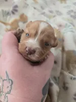 Tovahs girl 2, a female Miniature Dachshund for sale in Klamath Falls, OR – Photo 2 of 7