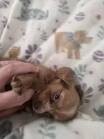 Tovahs girl 2, a female Miniature Dachshund for sale in Klamath Falls, OR – 3 of 10