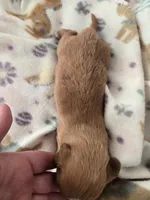 Tovahs girl 2, a female Miniature Dachshund for sale in Klamath Falls, OR – Photo 5 of 7