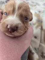 Tovahs girl 2, a female Miniature Dachshund for sale in Klamath Falls, OR – Photo 1 of 7