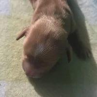 Tovahs girl 2, a female Miniature Dachshund for sale in Klamath Falls, OR – Photo 7 of 7