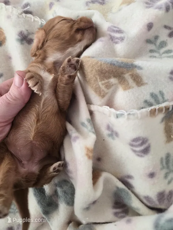 Tovahs girl 2 – Miniature Dachshund puppy for sale in Klamath Falls, OR