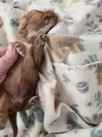 Tovahs girl 2, a female Miniature Dachshund for sale in Klamath Falls, OR – Photo 4 of 7