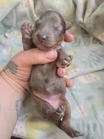 Titanias girl, a female Miniature Dachshund for sale in Klamath Falls, OR – 2 of 3