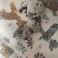 Minis boy 2, a female Miniature Dachshund for sale in Klamath Falls, OR – Photo 2 of 3