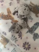 Minis boy 2, a female Miniature Dachshund for sale in Klamath Falls, OR – Photo 2 of 3