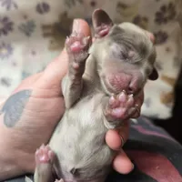 Minis boy 2, a female Miniature Dachshund for sale in Klamath Falls, OR – Photo 3 of 3