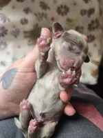 Minis boy 2, a female Miniature Dachshund for sale in Klamath Falls, OR – Photo 3 of 3