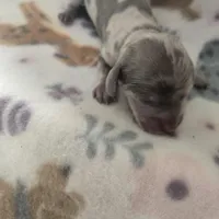 Minis boy 2, a female Miniature Dachshund for sale in Klamath Falls, OR – Photo 1 of 3