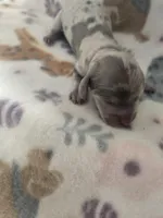 Minis boy 2, a female Miniature Dachshund for sale in Klamath Falls, OR – Photo 1 of 3