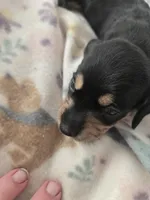 Lucys Boy 1, a male Miniature Dachshund for sale in Klamath Falls, OR – Photo 9 of 10