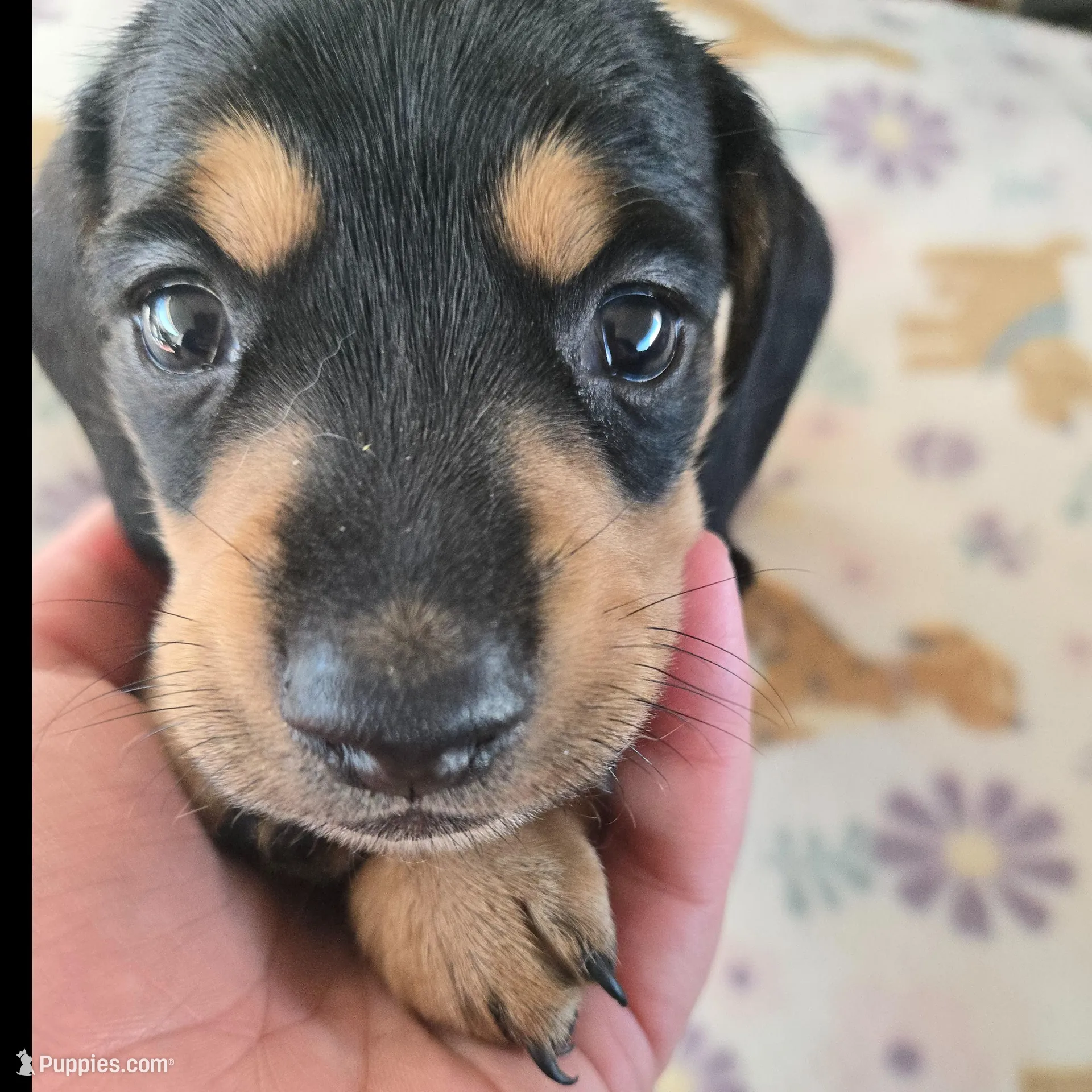 Lucys Boy 1 – Miniature Dachshund puppy for sale in Klamath Falls, OR