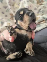 Lucys Boy 1, a male Miniature Dachshund for sale in Klamath Falls, OR – Photo 8 of 10