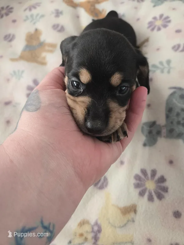 Lucys Boy 1 – Miniature Dachshund puppy for sale in Klamath Falls, OR