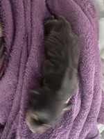 Lucys Boy 1, a male Miniature Dachshund for sale in Klamath Falls, OR – Photo 2 of 3