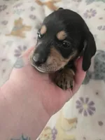 Lucys Boy 1, a male Miniature Dachshund for sale in Klamath Falls, OR – Photo 4 of 10