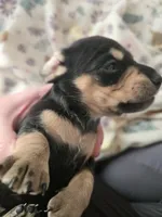 Lucys Boy 1, a male Miniature Dachshund for sale in Klamath Falls, OR – Photo 6 of 10