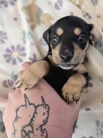 Lucys Boy 1, a male Miniature Dachshund for sale in Klamath Falls, OR – Photo 2 of 10