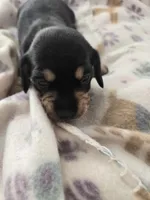 Lucys Boy 1, a male Miniature Dachshund for sale in Klamath Falls, OR – Photo 7 of 10