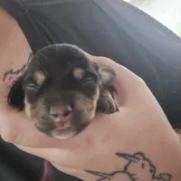 Lucys Boy 1, a male Miniature Dachshund for sale in Klamath Falls, OR – Photo 10 of 10