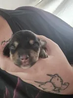 Lucys Boy 1, a male Miniature Dachshund for sale in Klamath Falls, OR – Photo 1 of 3